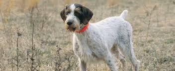 Peekapoo puppies posted on 8/30/2010. German Wirehaired Pointer Dog Breed Profile Petfinder