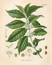 Coffee Bean Vintage Botanical Coffea Arabica Flower Print Educational Chart Diagram Poster Pull Down Chart From Plant Illustration Robusta Coffee Coffee Plant
