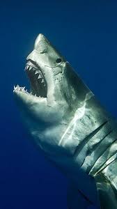 We did not find results for: Shark Wallpaper Ixpap