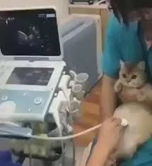 Ultrasonda Yavrularini Goren Hamile Kedi Izlesene Com