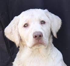 The champagne color is one of three different silver variations of coat that also include silver labs and charcoal labs. Very Rare Champagne Labrador Gorgeous Labrador Kittens And Puppies Silly Dogs