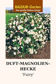 Duft Magnolien Hecke Fairy Blutenhecke Bei Baldur Garten Magnolien Hecke Pflanzen Hecke