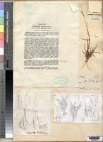 Image result for Dignathia