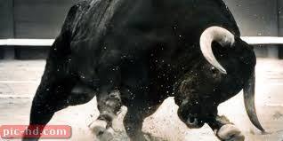 صور الثور معلومات عن حيوان الثور واين يعيش Bull Cow Bull Pictures Bull Painting