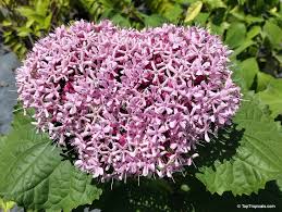Image result for Clerodendrum buchneri