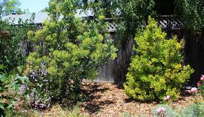 Pacific wax myrtle transfers nitrogen and water and other nutrients to various other plants in the garden, and reduces the need for additional fertilizer and irrigation. Morella Californica Plantright