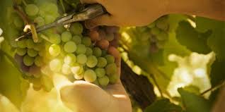 Tabernacle With The Lord There Are Three Specific Seasons Where God Almighty Says Stop What You Re Doing Seek My Fac Fruit Picking Jobs Fruit Picking Fruit