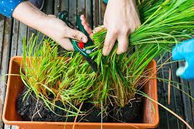 For colder climates, bring your pot of. How To Grow Lemongrass Gardener S Path
