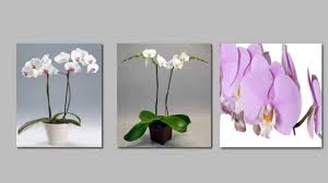 Scegliendo un terreno umido e la giusta posizione in casa! Come Curare Le Orchidee In Casa Ecco Come Coltivare E Curarle Step 1