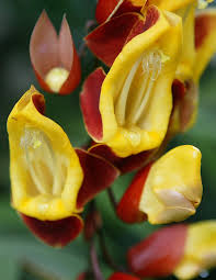 Image result for Thunbergia mysorensis