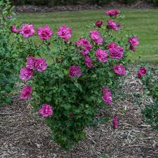 Image result for Hibiscus syriacus ´Pink Chiffon