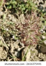 Image result for Cenchrus biflorus