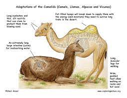If they are fed and kept well they do not get. Adaptations Of The Camels