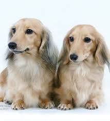 Black And Tan Long Haired Dachshund Puppy Beautiful Dachshunds Visit Www Facebook Com Hotdoggstand For More Cute Pics Dachshund Dachshund Dog Dachshund Puppies