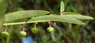 Image result for Phyllanthus pentandrus