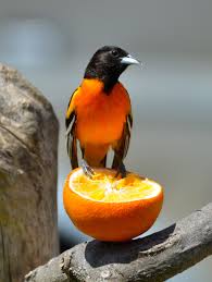 Birds That Look Like Baltimore Orioles Orange Bird Beautiful Birds Pet Birds Backyard Birds