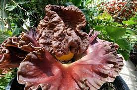 10 Most Strangest Plants In The World Animal Eating Plants Corpse Flower Strange Flowers