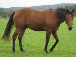 Image result for HORSE