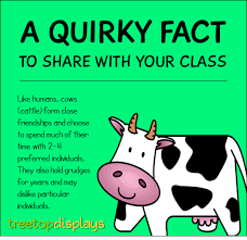 Enjoy our wide range of fun animal facts for kids. A Quirky Fact About Cows To Share With Your Class From Treetop Displays Visit Our Tpt Store For Printab Cow Facts Fun Facts About Animals Fun Facts For Kids
