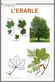 Nature Reconnaitre Les Arbres Identification Des Arbres Feuilles De Plantes