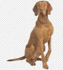 Puppyfinder.com is your source for finding an ideal german wirehaired pointer puppy for sale in colorado, usa area. Wirehaired Vizsla German Wirehaired Pointer Puppy Golden Retriever Puppy Animals Carnivoran Png Pngegg