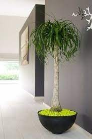 Questa pianta da interno può produrre steli piuttosto lunghi, quindi basta potarli ogni tanto. Piante Da Appartamento Resistenti Piante Appartamento Piante Da Interno Resistenti Piante Da Appartamento Piante Da Interno Piante