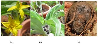 Image result for Hypoxis angustifolia