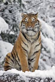 Tigerrr Beauty Cat Cat Cute Cat Food Katzen Katzen Diy Beauty Cat Cat Cute Cat Food Cute Diy Food Katzen Katzen Diy In 2020 Katzen Tiere Grosse Katzen