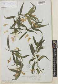 Image result for Strobilanthes anisophylla