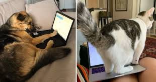 21 Pictures Of Pets Helping Their Hoomans Work From Home Animal Pictures Animals Pets