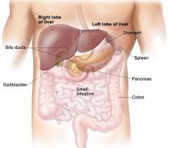 It receives chyle and assists in further digestion and absorption. Gross Anatomy Of Digestive Organ And Location