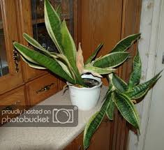 Bird Of Paradise Propagation From Leaf Snake Plant Care Growing The Mother In Law S Tongue Epic Gardening Snake Plant Care Plants Snake Plant