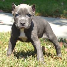 Pitbull Puppies For Sale Bully Pitbull Pups Blue Pits Pitbull Puppies For Sale Pitbull Puppies Pug Puppies