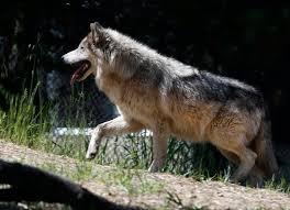 Wolves limps along with a clunker of a script and unremarkable effects. Wolves In Northern California Aren T Just Loping Through Anymore They Re Here To Stay Sfchronicle Com