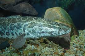 Biasanya ibu selepas bersalin akan memakan lauk pauk berasaskan ikan haruan ataupun minyak ikan haruan. Snakehead Fish Wikipedia