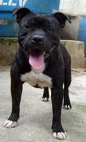 Black And White Pitbull Terrier Mix Image Result For Staffordshire Bull Terrier Mix Pitbull Terrier Dog Breeds Bull Terrier