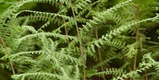 Image result for Athyrium