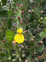 Image result for Opuntia monacantha