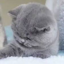 Sangat cocok untuk dijadikan pp di berbagai aplikasi sosmed di tahun 2021. Kucing Itu Tentu Saja Yang Paling Imut Anime Pasangan Gambar