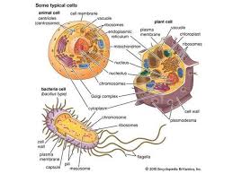Maybe you would like to learn more about one of these? Efra Rivera Serrano Phd On Twitter The Definition Of Organelle Refers To Their Structure And The Presence Of A Lipid Membrane Surrounding Them Having Organelles Is A Huge Advantage For The Much Larger