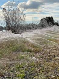 Spiders in sydney not only can look intimidating, some are dangerous and even deadly. Freedomroo Chilling Photos Of A Spider Apocalypse Emerge After Major Flooding In Victoria Australiannewsreview