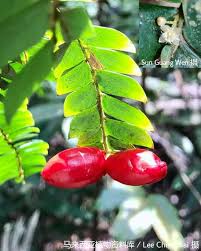 Image result for Anisophylleaceae