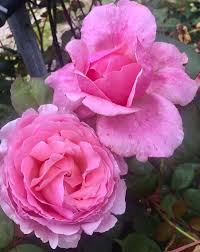Ha le rose sono fiori bellissimi relativamente facili da ripiantare! Rosa Brother Cadfael Austin Rosa Inteso Profumata Vittori Vivai Forli