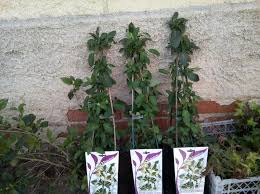 Here are many translated example sentences containing madreselva. Madreselva Verdify