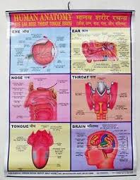 Details About India School Chart Poster Print Human Anatomy Eye Ear Nose Throat Tongue