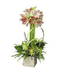 Pin On Happy Holidays From Beneva Flowers