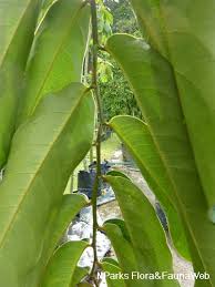 Image result for Drypetes sclerophylla