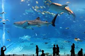 Osaka Aquarium Kaiyukan Whale Sharks And Many Other Fascinating Sea Creatures Will Wow Kids And Adults Alike Amazing Aquariums Japan Travel Osaka