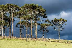 Image result for Araucaria