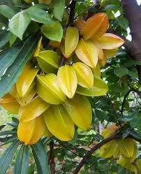 Image result for Averrhoa carambola